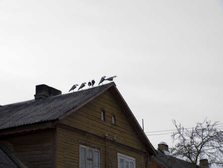 Pakruojis, LITHUANIA - MAY 1,2010 - Sculptures of birds on the roof of the house.のeditorial素材