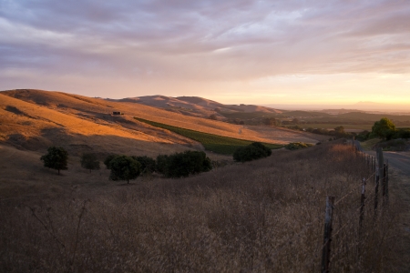 Vineyards at Sunsetの写真素材
