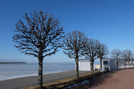 The tree in winter at russiaの素材
