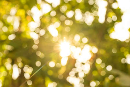 abstract light pass from leaf of tree for backgroundの写真素材