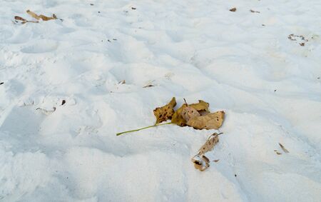 white sand and dry leaf on vacation time , holliday backgroudの写真素材