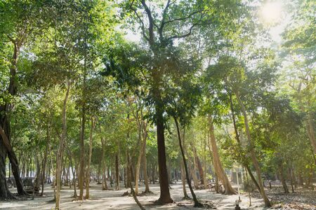 green forest on the beach and sun lightの写真素材