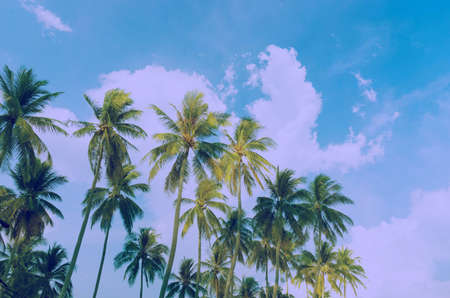 coconut tree on blue sky and retro filter for relax feelingの写真素材