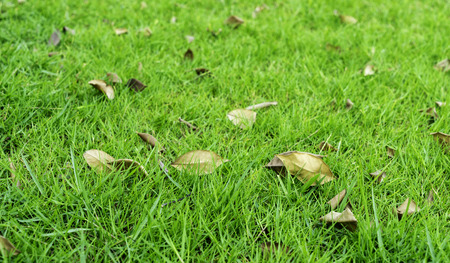 dry leaf and green grass for background - can use to display or montage on background or productの写真素材
