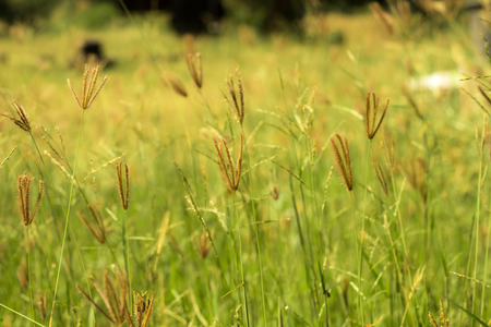 grass flowers in green field thailandの写真素材