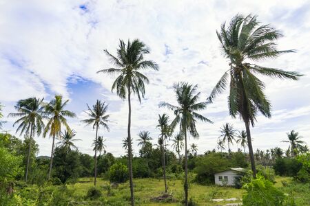 abstract scene of coconut and blue sky and green grass - can use to display or montage on productの写真素材