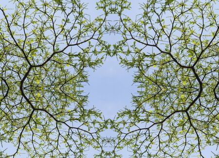 abstract tree mirror texture background concept - can use to display or montage on productの写真素材