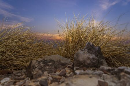 abstract scene of sunset on hill and dry grass - can use to display or montage on productの写真素材