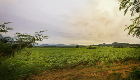 young sunflower tree farm with sun light filter - can use to display or montage on productの写真素材