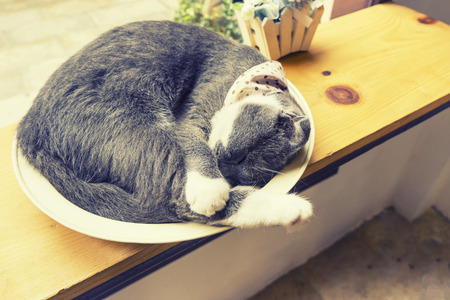 abstract cat sleep in basket on wood table vintage filter - can use to display or montage on productの写真素材