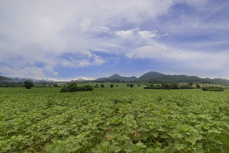 young sunflower tree farm in winter season and fog in morning with blue sky and cloud - can use to display or montage on productの写真素材