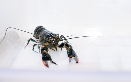 abstract crayfish on isolate water and background - can use to display or montage on productの写真素材