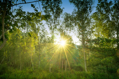 forest and sunrise sunny - can use to display or montage on productの写真素材