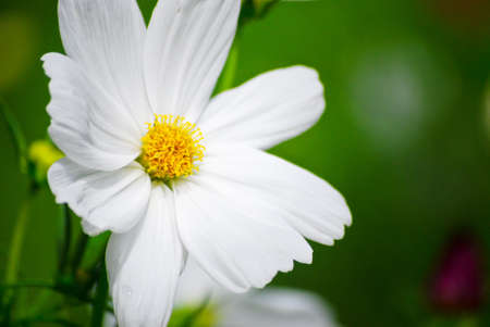 The white flower with green background in gardenの写真素材