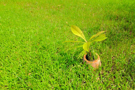 The tree on grassの写真素材