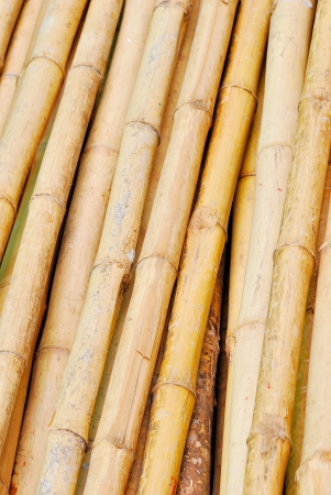 The yellow bamboo overlap form to patternの写真素材