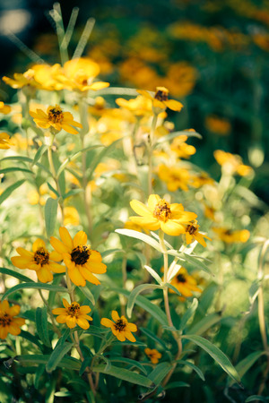 The beautiful yellow flowers with sunlight in vintage styleの写真素材