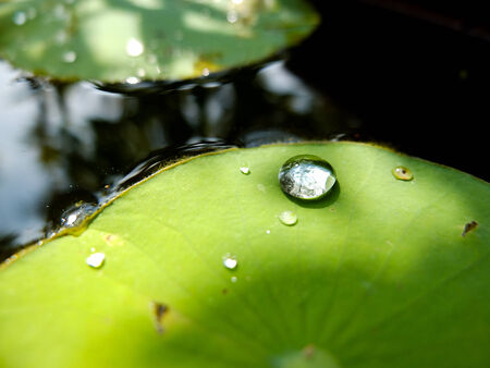 Big drop water on leafの写真素材