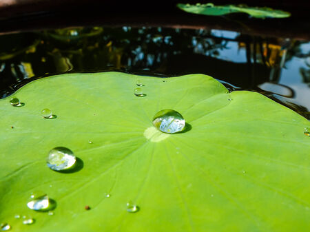 Big drop water on leafの写真素材