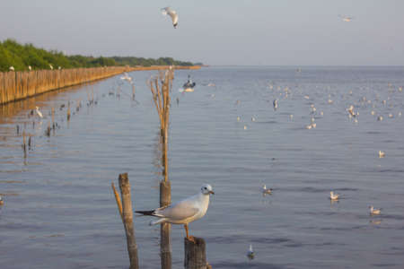 Seagull closeupの写真素材