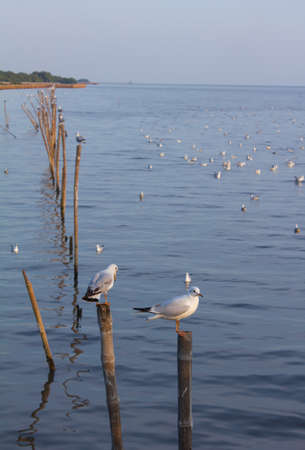 Seagull closeupの写真素材