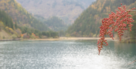 red flower and lake background