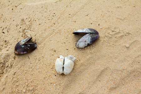 Mussel shells and Escalope on the beach