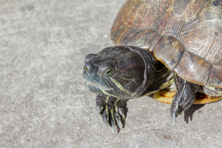 turtleの写真素材
