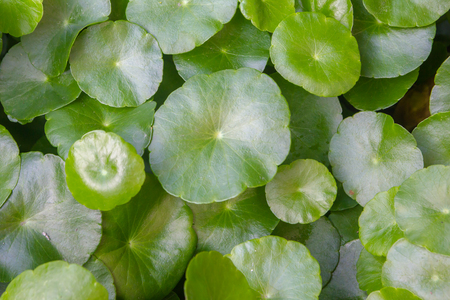 green leaf backgroundの写真素材