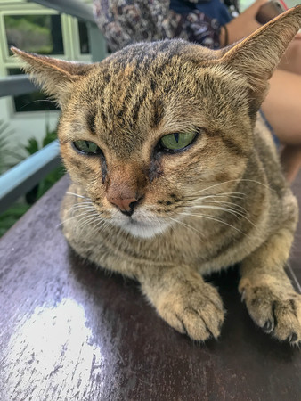 face cat feel unhappyの写真素材