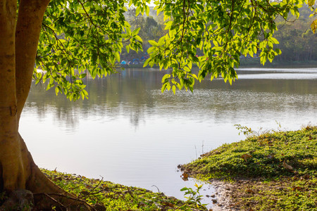 landscape tree and land  front of lakeの写真素材