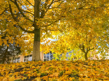 yellow leaf on floor and on treeの写真素材