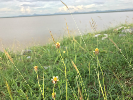 focus on Mexican daisy flower bloomの写真素材