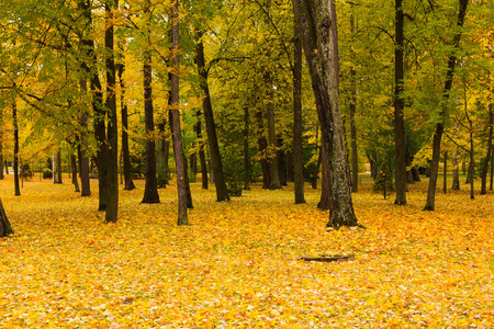 landscape yellow leaf fall on floor when autumn, Russiaの写真素材