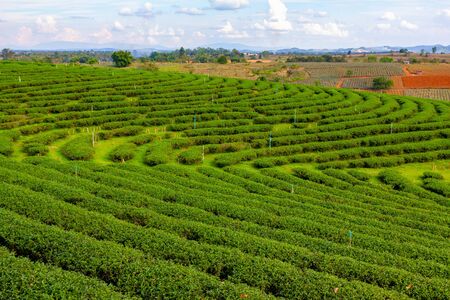 Tea field at chaing rai, thailandの写真素材