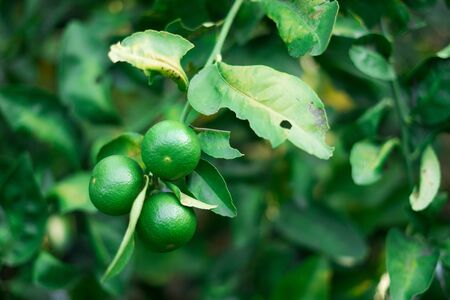lemon tree. lime treeの写真素材
