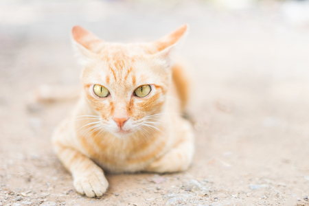 catの写真素材