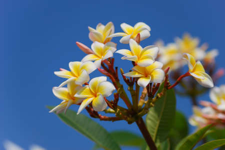 The blossoms under clear blue skyの写真素材