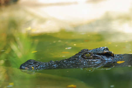 Eye of the crocodile
