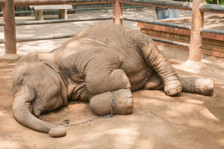 Sleeping baby elephant with smileの写真素材