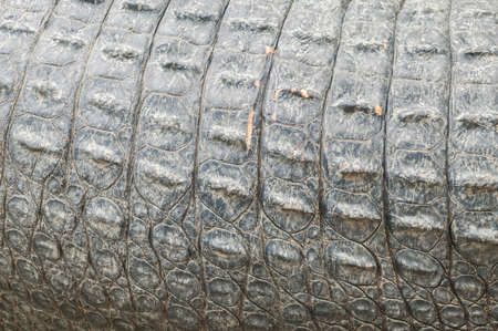 Closed up of crocodile skin #1