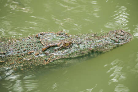 Close up of a crocodile head in waterの写真素材