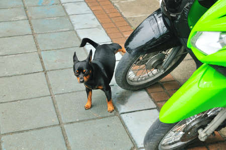 A miniature pinscher dog pee on a motorcycle's wheelの写真素材