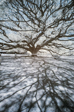 Infrared photography of a giant Rain treeの写真素材