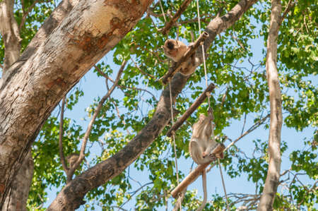 Monkeys sit on the sling shot on a large treeの写真素材