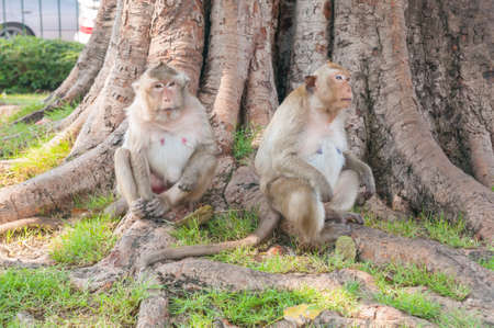 Monkeys sit beneath a large tree No.1の写真素材