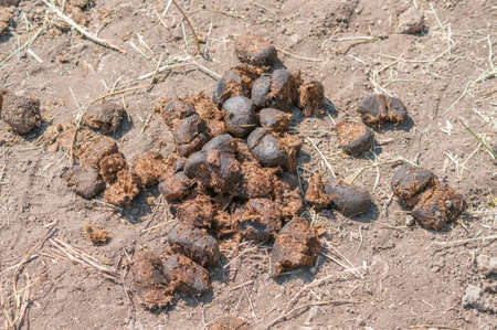 Horse manure on the groundの写真素材