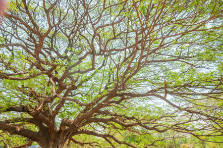 Huge rain tree in Kanchanaburi, Thailand No.1の写真素材