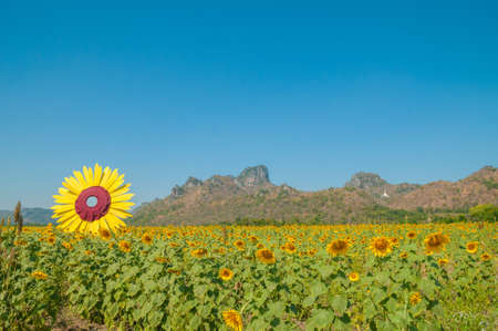 Sunflower field in blue sky in Lopburi, Thailand No.1の写真素材