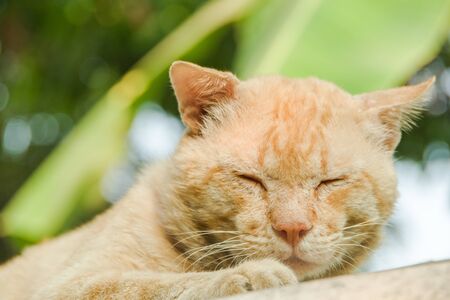 Yellow cat lying on the blisterの写真素材